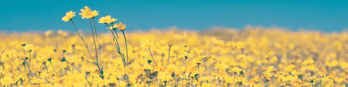 Capstone Behavioral Health PC