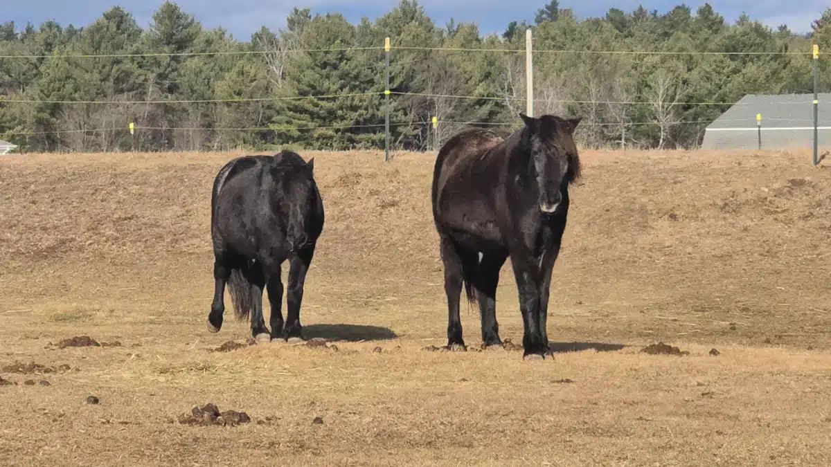 Carl E Dahl House at Evergreen Grove - Preview