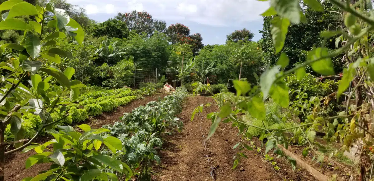 Ka Hale Pomaikai - Hero Image