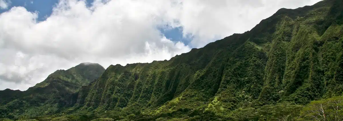 Maui Champ Clinic Inc - Hero Image