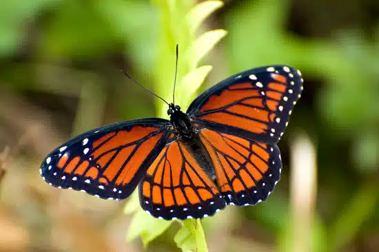 One to One With Youth Inc - Preview