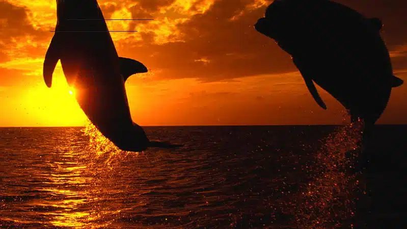 Searsport Counseling Associates - Preview