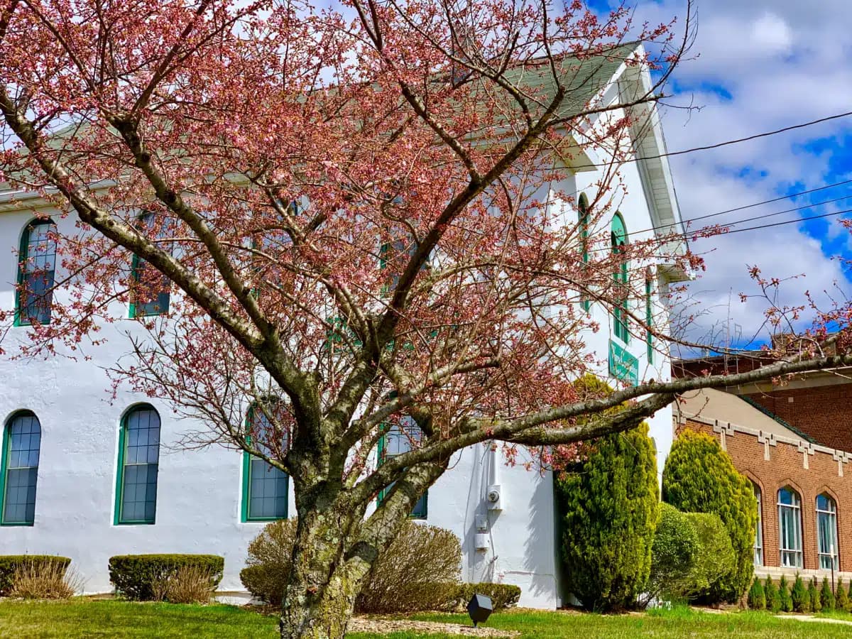 Wayne Counseling and Family Services - Preview